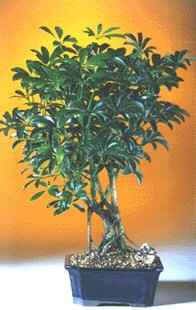 Hawaiian Umbrella Bonsai Tree – Medium | Easy Care