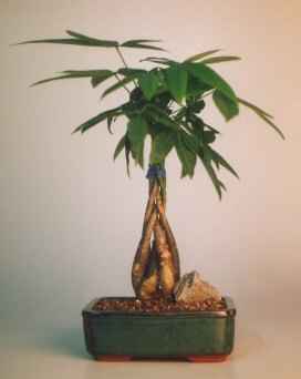 Braided Money Bonsai Tree - 'Good Luck Tree' Medium (pachira aquatica)
