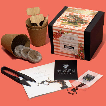 Japanese Quince Bonsai Tree Growing Kit | Vibrant Colors
