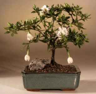 Flowering Gardenia Bonsai Tree - Medium (gardenia jasminoides)