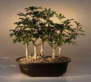 Hawaiian Umbrella Bonsai Forest Group (5 Trees)