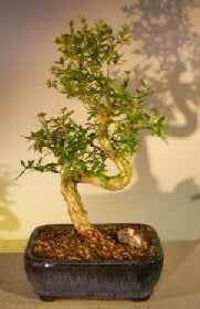 Chinese Flowering White Serissa Bonsai – Medium