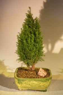 European Cypress Bonsai Tree | Outdoor & Holiday Style