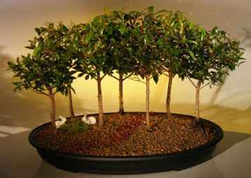 Flowering Brush Cherry Bonsai Tree Seven Tree Forest Group (eugenia)