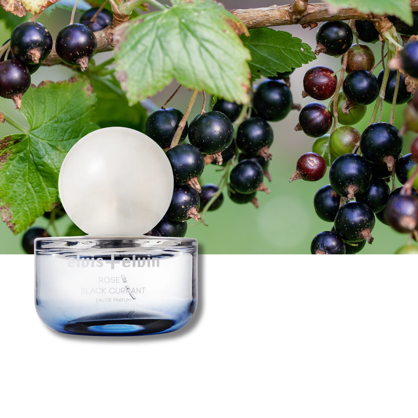 Rose & Black Currant Eau de Parfum – elvis+elvin-2
