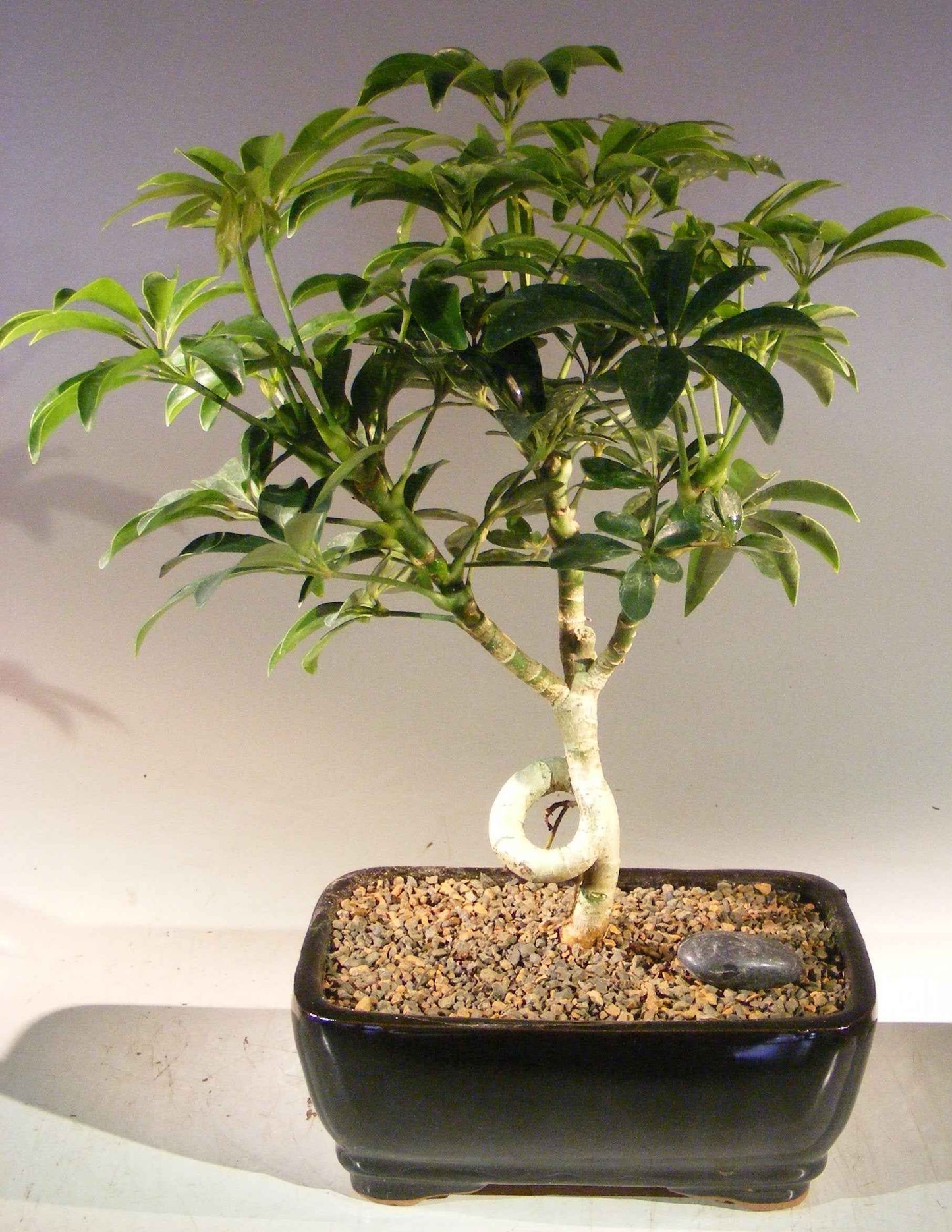 Hawaiian Umbrella Bonsai Tree - Medium Coiled Trunk Style (Arboricola)