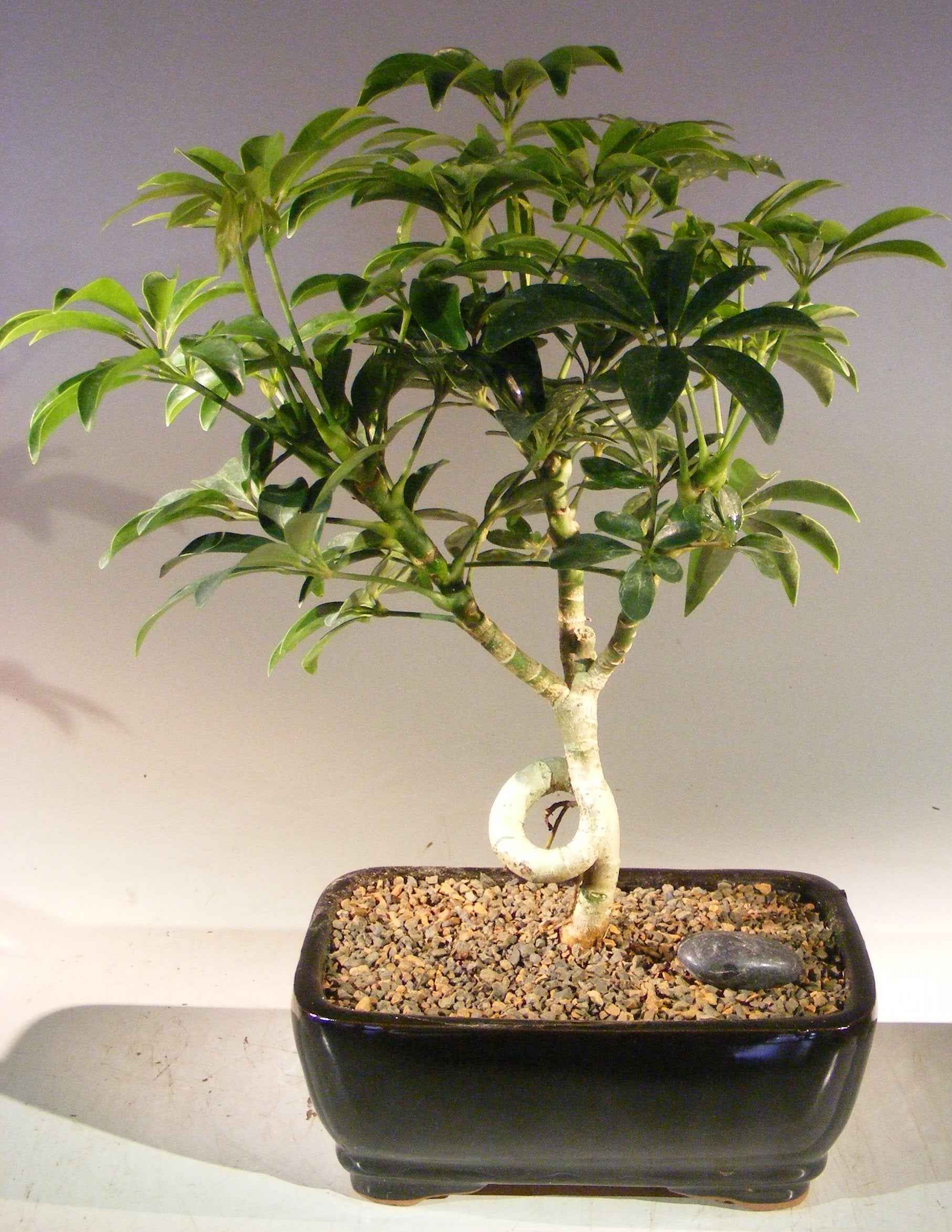 Hawaiian Umbrella Bonsai Tree - Medium Coiled Trunk Style (Arboricola)
