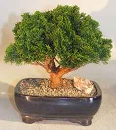 Hinoki Cypress Bonsai Tree – Medium Evergreen