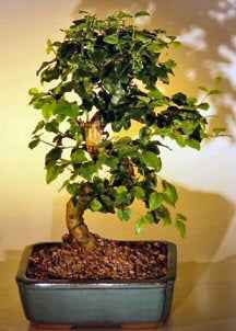 Flowering Ligustrum Bonsai Tree – Curved Trunk