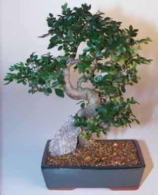 Chinese Elm Bonsai Tree - Extra Large Curved Trunk Style (Ulmus