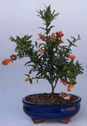 Flowering & Fruiting Dwarf Pomegranate - Small (Punica Granatum)