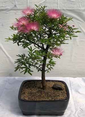 Flowering Powder Puff - Large (Calliandra Haematocephala)