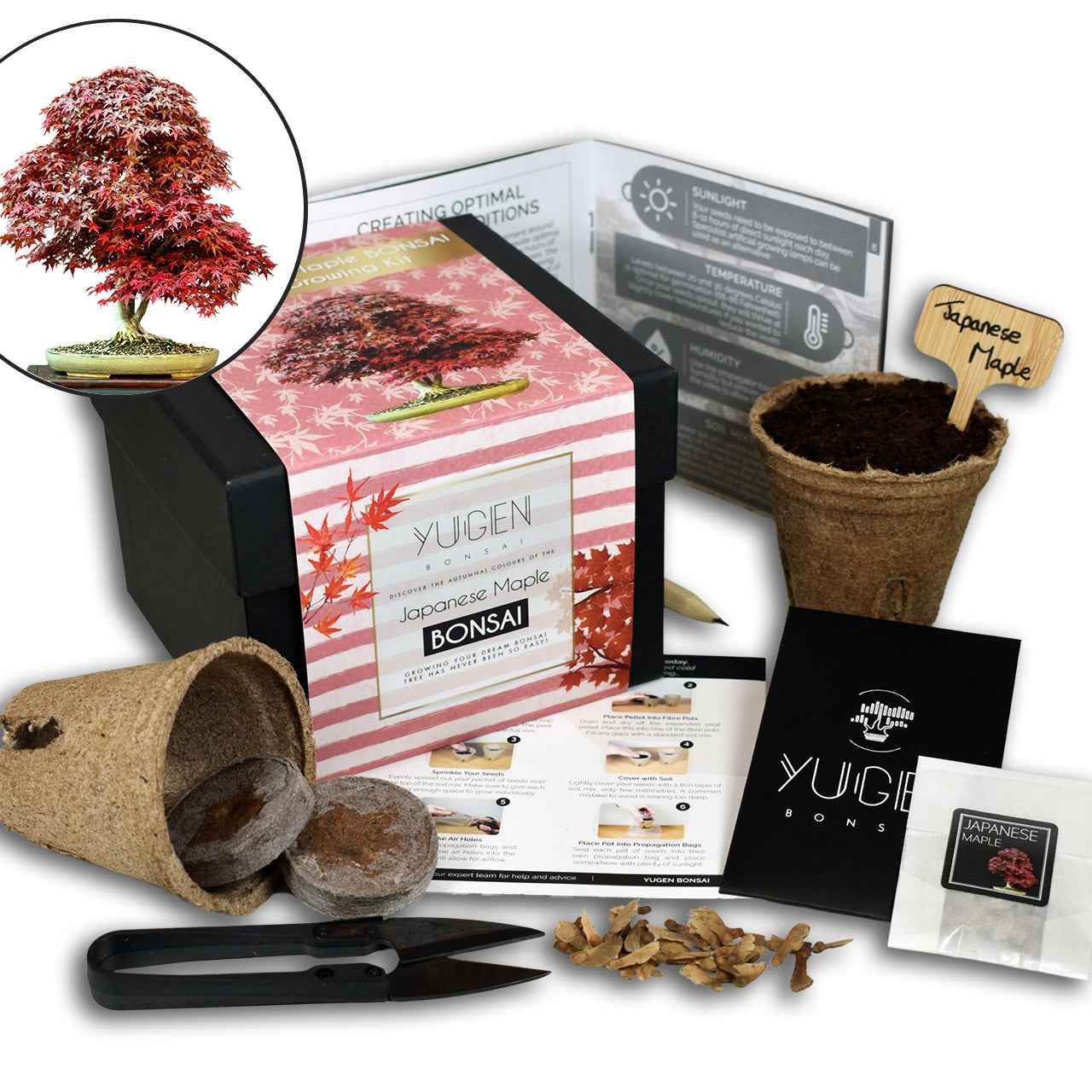 Japanese Maple Bonsai Tree Growing Kit | Autumn Color