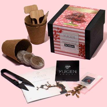 Japanese Maple Bonsai Tree Growing Kit | Autumn Color