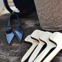 Starter Bonsai Seeds Kit – 4 Classic Species