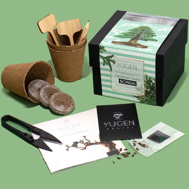 Japanese Cedar Bonsai Tree Growing Kit | Forest Appeal