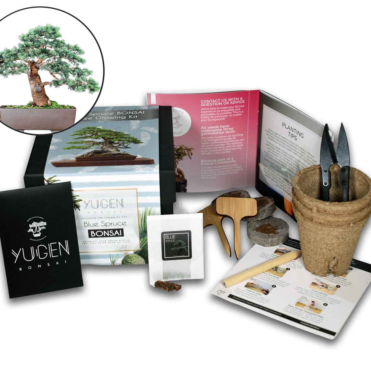 Blue Spruce Bonsai Tree Growing Kit | All-in-One Starter