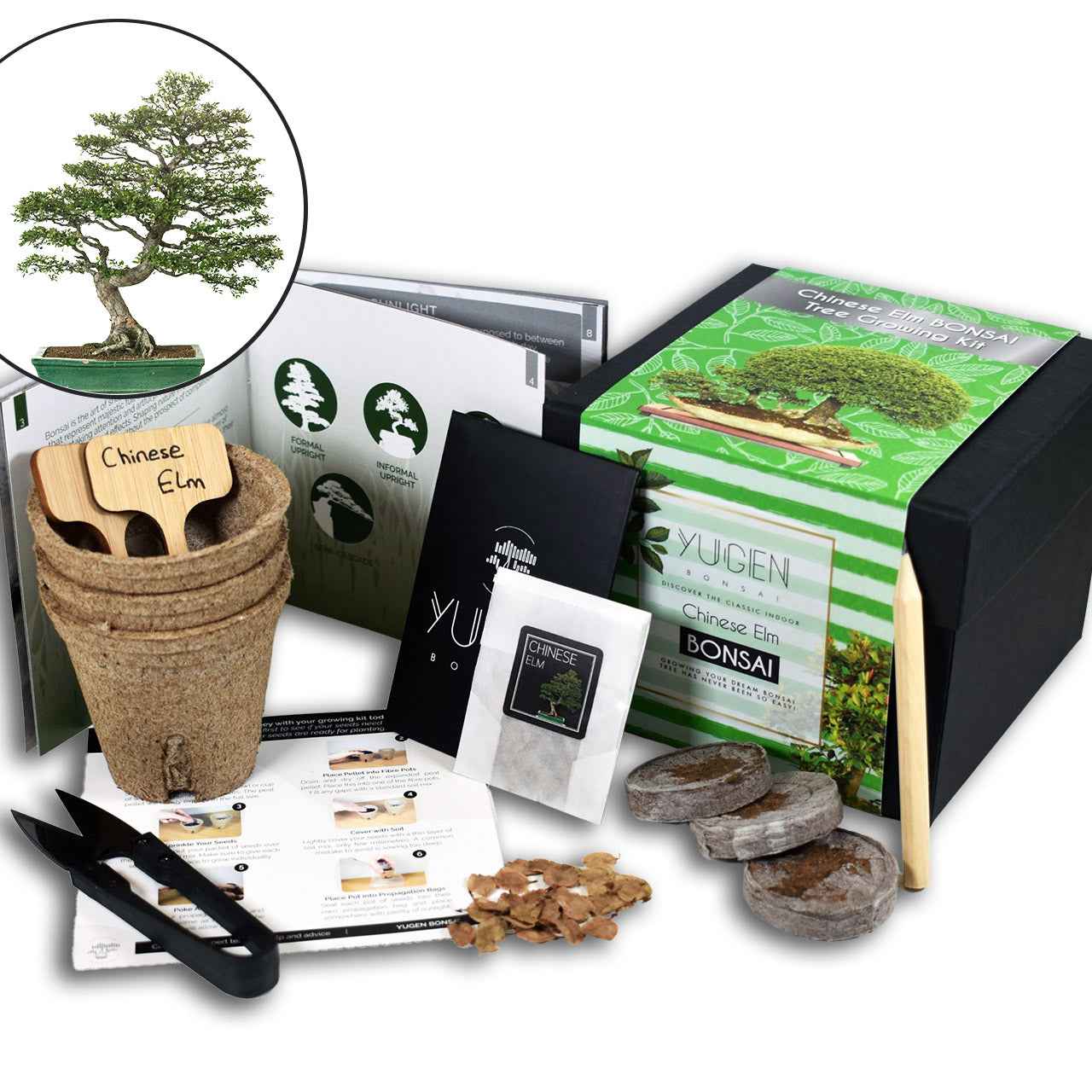 Chinese Elm Bonsai Tree Growing Kit | Beginner’s Choice