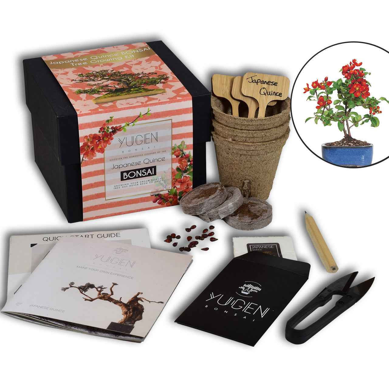 Japanese Quince Bonsai Tree Growing Kit | Vibrant Colors