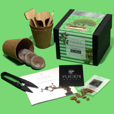 Chinese Elm Bonsai Tree Growing Kit | Beginner’s Choice