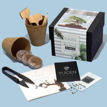 Blue Spruce Bonsai Tree Growing Kit | All-in-One Starter