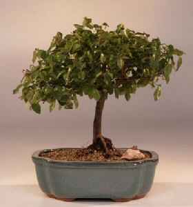 Sweet Plum Bonsai Tree(sageretia theezans)