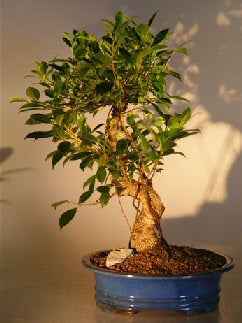 Ficus Retusa Golden Coin Bonsai – Extra Large