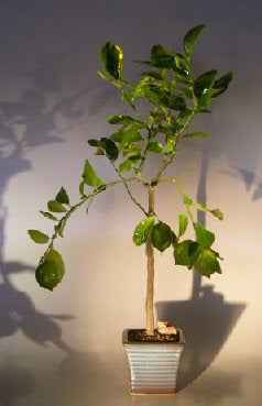Flowering Persian Lime  Bonsai Tree (citrus latifolia)