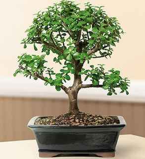 Baby Jade Bonsai Tree - Large (Portulacaria Afra)