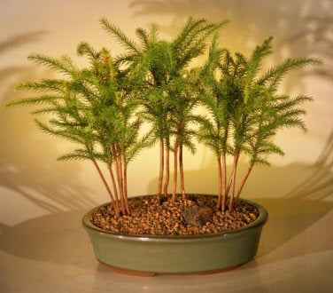 Norfolk Island Pine Bonsai Tree Forest Set | Indoor Bonsai Collection