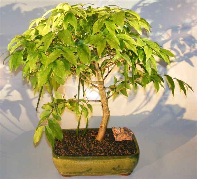 Flowering Water Jasmine Bonsai Tree – Large