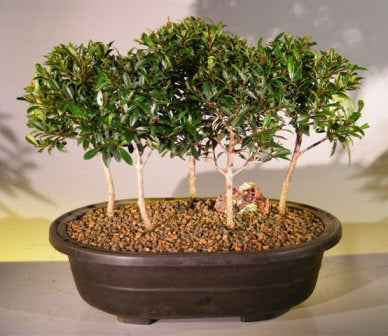 Flowering Brush Cherry Bonsai Forest Group (5 Trees)