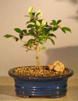 Flowering Lavender Star Flower Bonsai Tree - Small (Grewia)