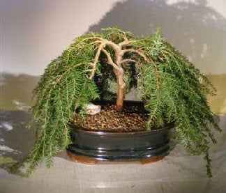 Dwarf Weeping Hemlock Bonsai Tree (Tsuga Canadensis) 'coles prostmate'